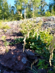 Graphephorum melicoides