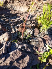 Artemisia campestris caudata