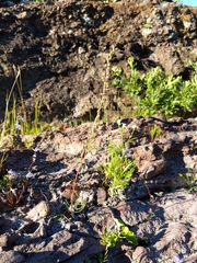 Artemisia campestris caudata