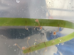 Ectopleura marina