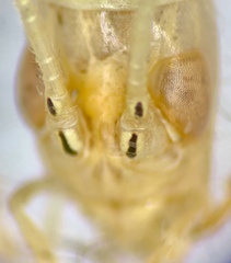 Oecanthus exclamationis