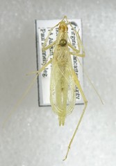 Oecanthus exclamationis