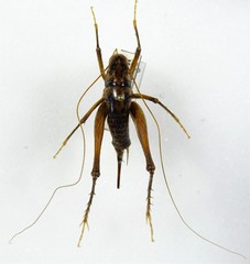 Ceuthophilus maculatus