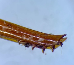 Ceuthophilus maculatus