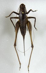 Atlanticus americanus