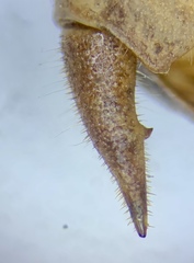 Atlanticus americanus