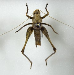 Atlanticus americanus