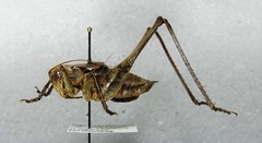 Atlanticus americanus