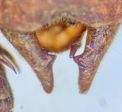 Atlanticus testaceus