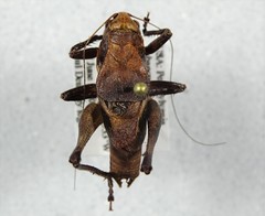 Atlanticus testaceus