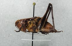 Atlanticus testaceus