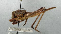 Atlanticus testaceus