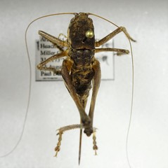 Eremopedes ephippiata