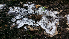 Fuligo cinerea