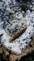 Fuligo cinerea