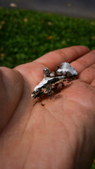 Fuligo cinerea