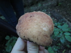 Rhodotus palmatus image