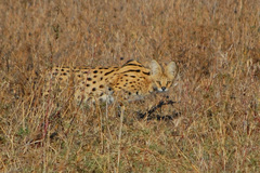 Leptailurus serval lipostictus