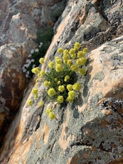 Eriogonum brevicaule