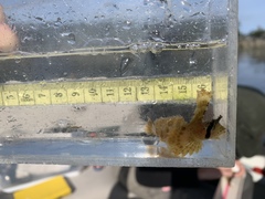 Nautichthys oculofasciatus