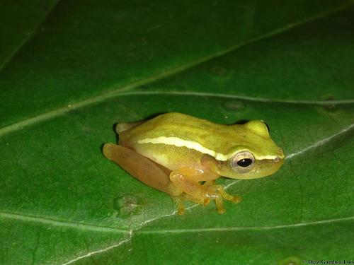 Painted Tree Frog