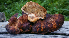 Amylocystis lapponica