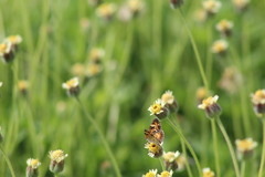 Phyciodes phaon phaon