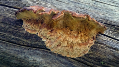 Amylocystis lapponica