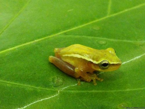Painted Tree Frog