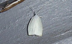 Nymphostola galactina