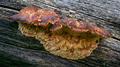 Amylocystis lapponica