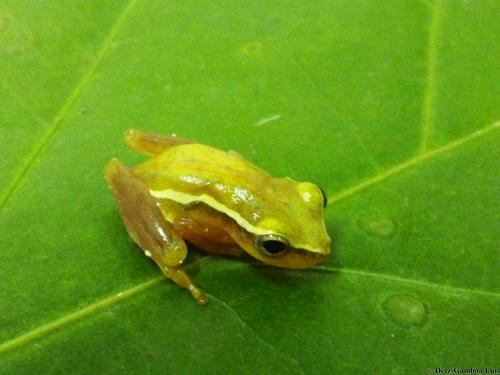 Painted Tree Frog