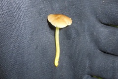 Pluteus romellii