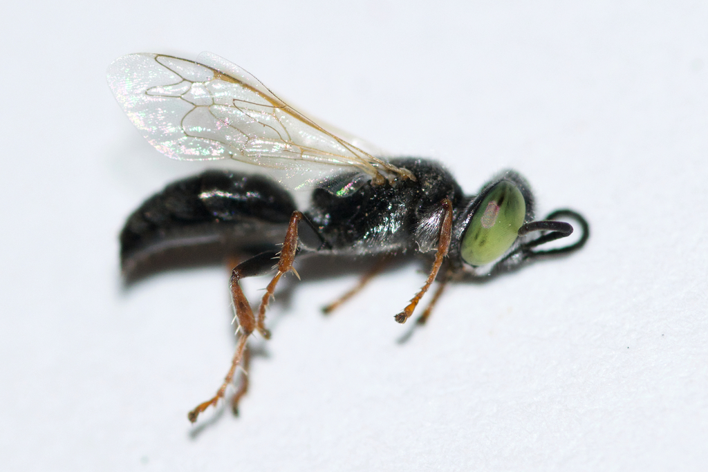 Tachytes mergus