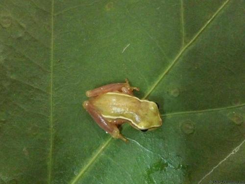 Painted Tree Frog