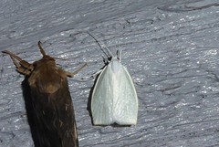 Nymphostola galactina