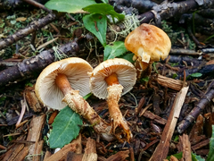 Cystoderma carcharias fallax