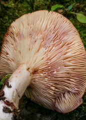 Lactarius montanus