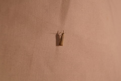 Agriphila straminella