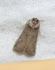 Ectomyelois ceratoniae