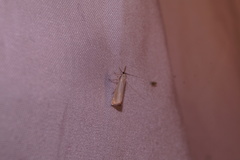 Agriphila straminella