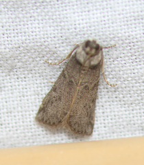 Ectomyelois ceratoniae