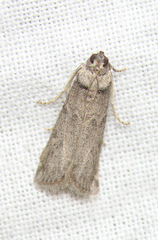 Ectomyelois ceratoniae
