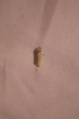 Agriphila straminella