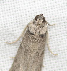 Ectomyelois ceratoniae