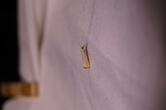 Agriphila straminella