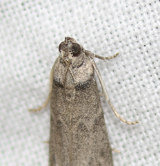 Ectomyelois ceratoniae