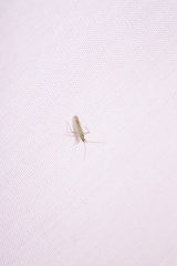 Trigonotylus ruficornis