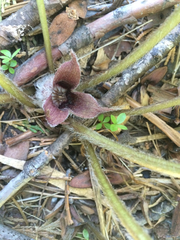 Asarum hartwegii