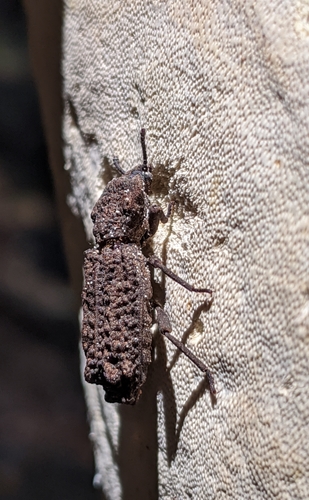 Phellopsis porcata photo 3